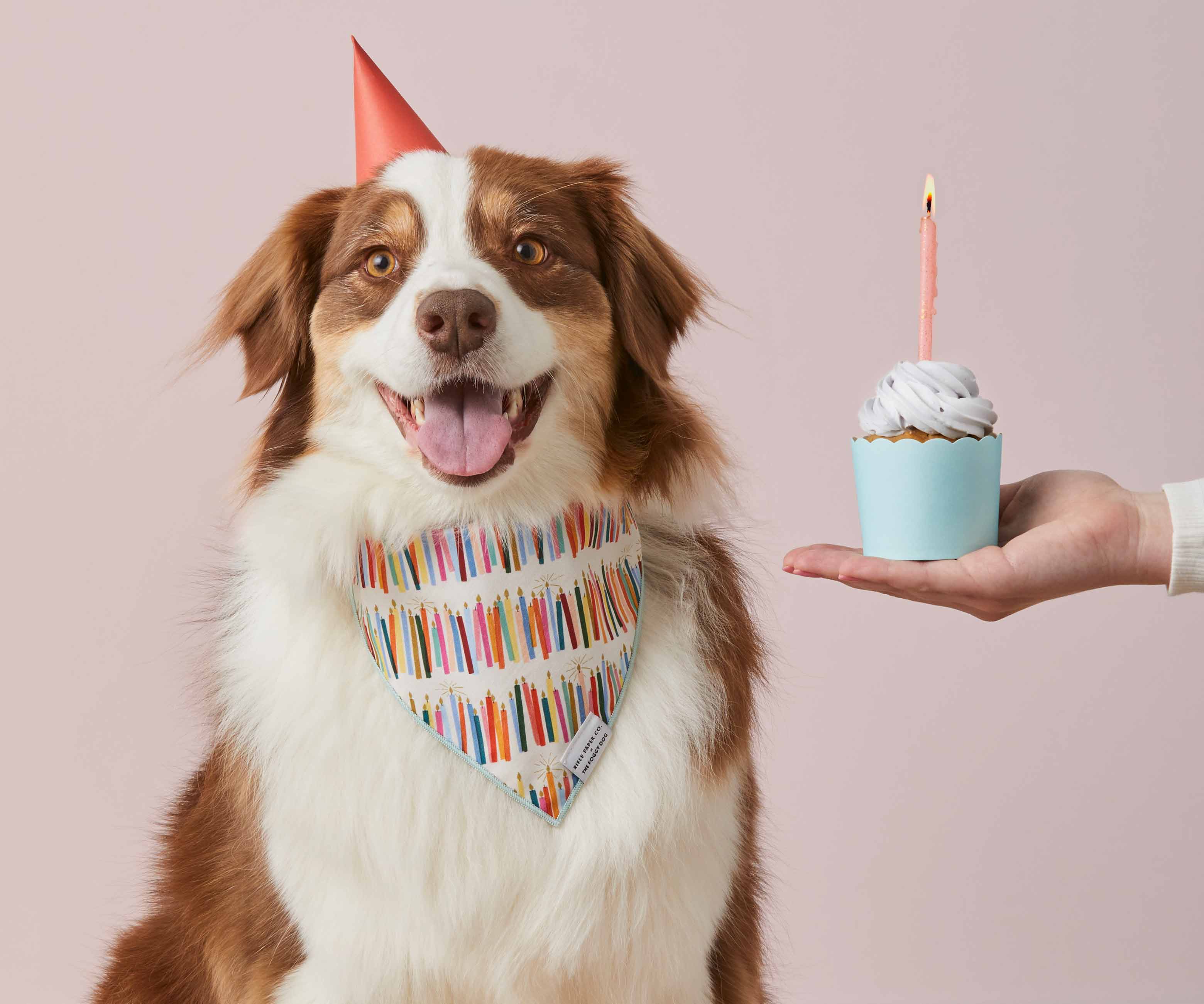 Birthday Candles Dog Bandana