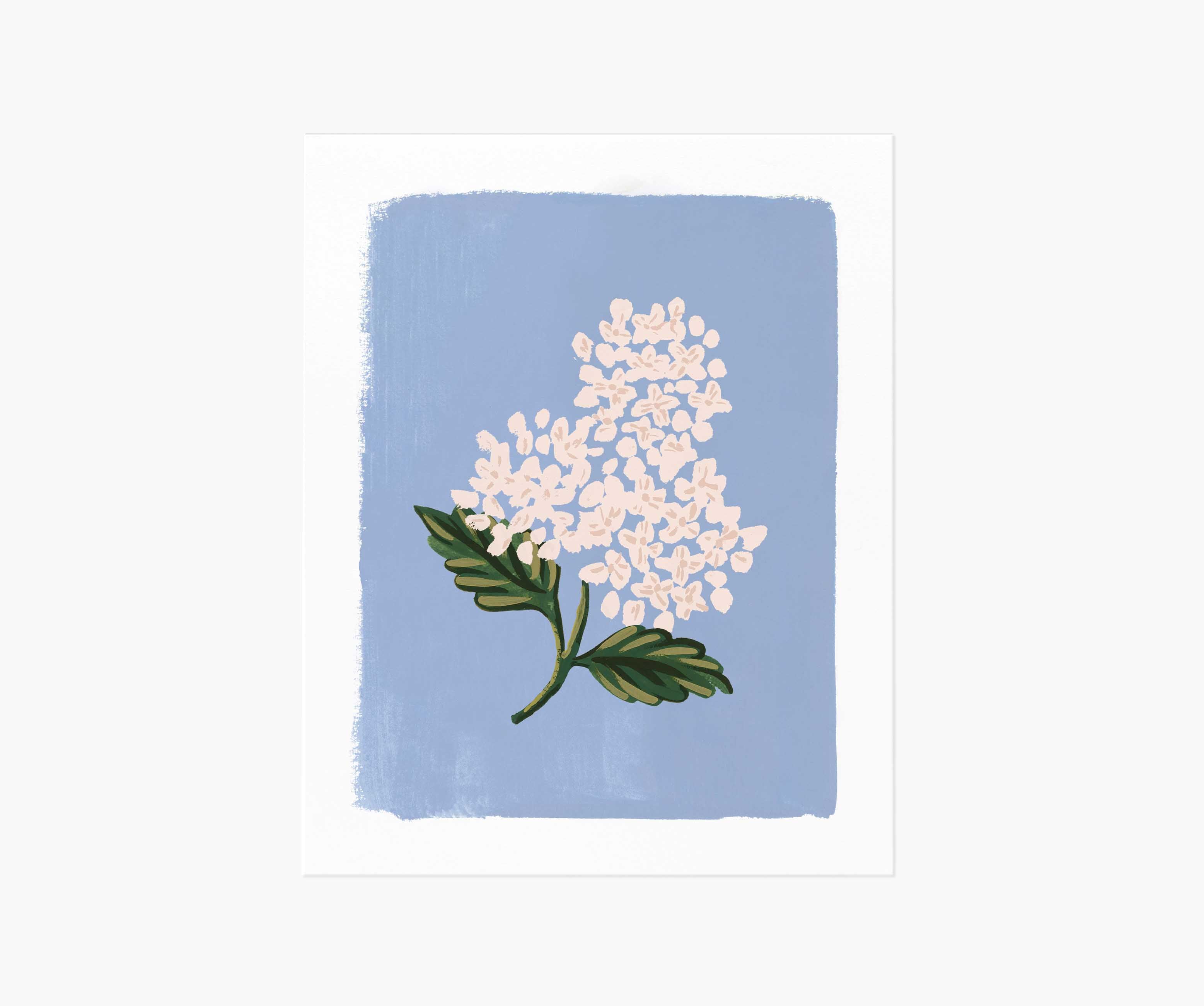 Hydrangea Bloom Blue Art Print