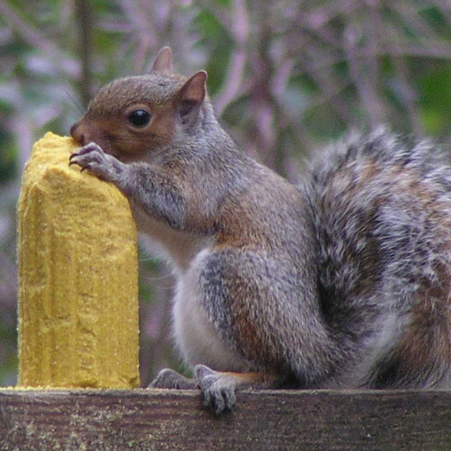 Squirrelog Corn-Based Squirrel & Critter Food - 32 oz.