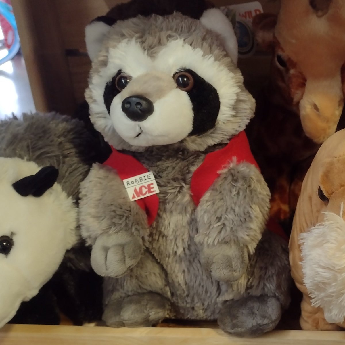 Cuddlekins Plush Raccoon - 12